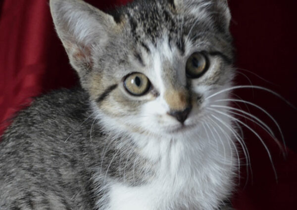 Babette