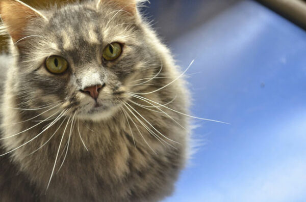 cat, stafford, spac, adoption, pet, adoption