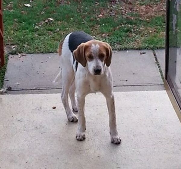 Dog, resuce, stafford, spca