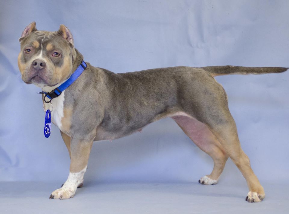 Fredericksburg cleans up its rules on dog kennels