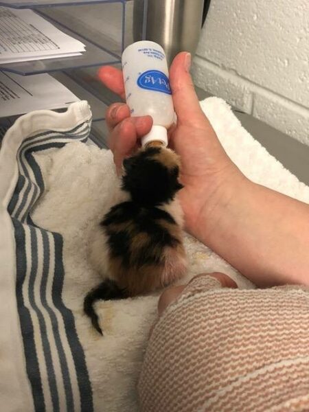animal shelter foster