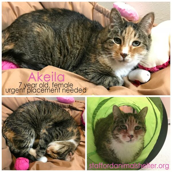 Adopt cat stressed kitty Stafford Animal Shelter