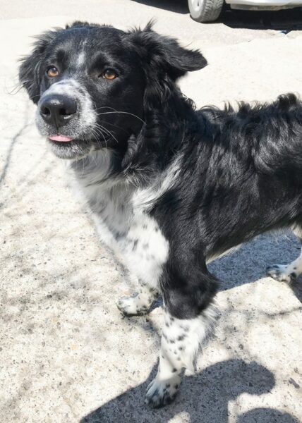 adoption dog animal shelter Stafford VA