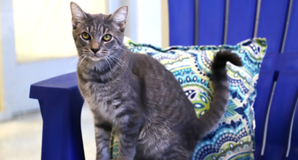 Stafford Animal Shelter Cat