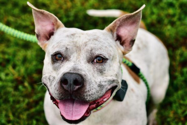 Prince William Humane Society Maddie's Fund