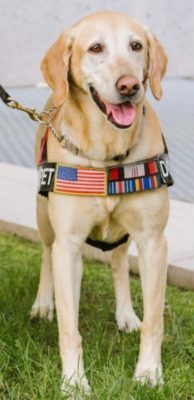 K-9 Summer
