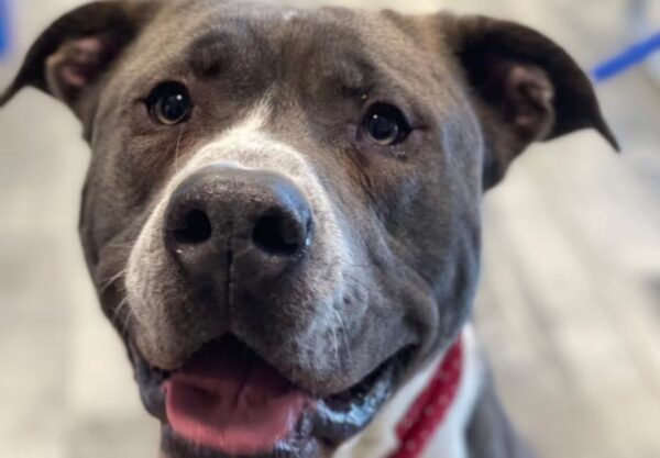 Stafford's animal shelter fills up, staff pleas for adoptions Stafford's animal shelter fills up, staff pleas for adoptions