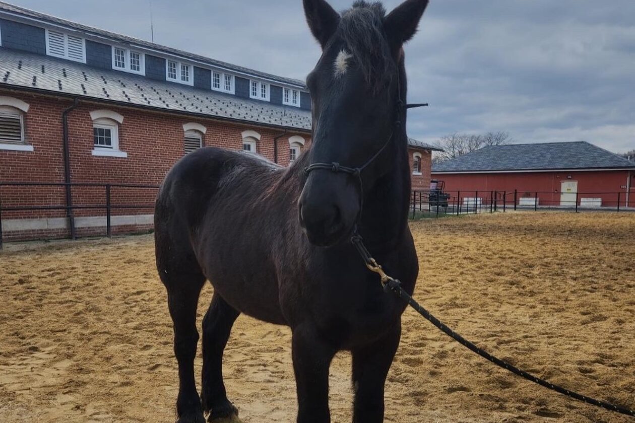 Widewater Elementary students name ‘Gunther,’ U.S. Army’s newest horse