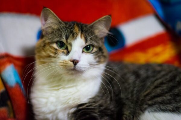 kitty cat