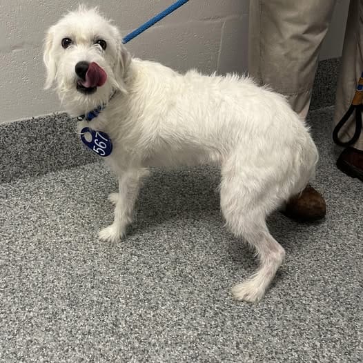 Cleo, a white Labradoodle and Bernese Mountain Dog mix on a blue leash at Prince William County Animal Services, kennel tag 367.