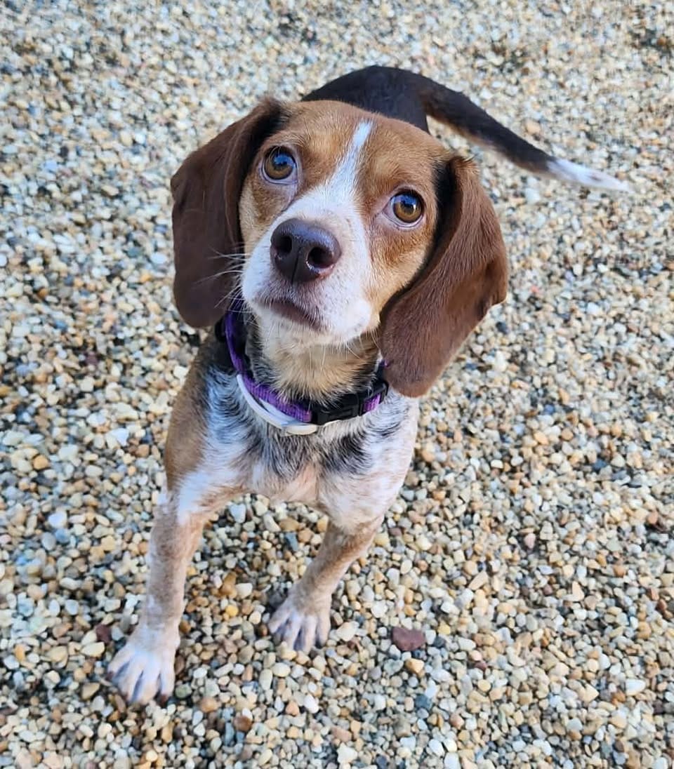 Lemon, a 2-year-old Beagle looking up from a gravel lot at the City of Manassas Animal Adoption Center