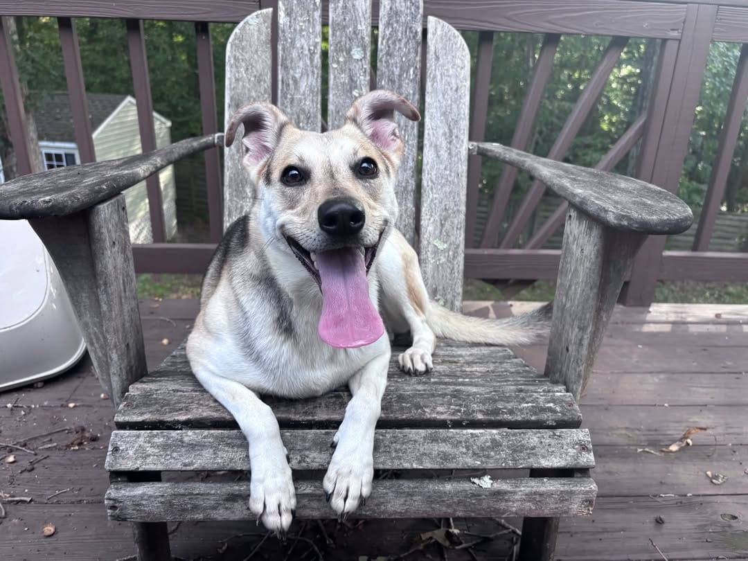 Nola, a 2-year-old dog sitting on a wooden Adirondack chair on a deck