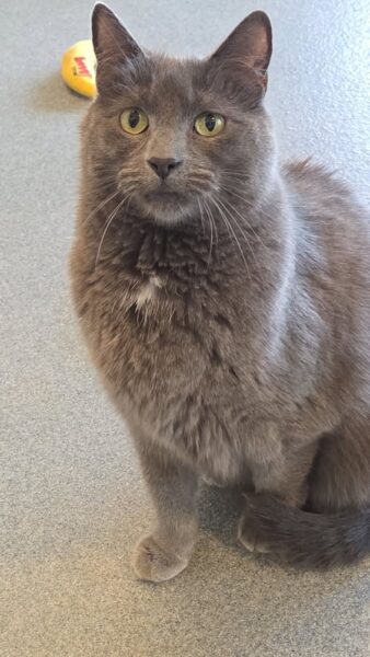 Everest, a 5-year-old shelter pet looking for a quiet home, posted by Spotsylvania Animal Shelter.