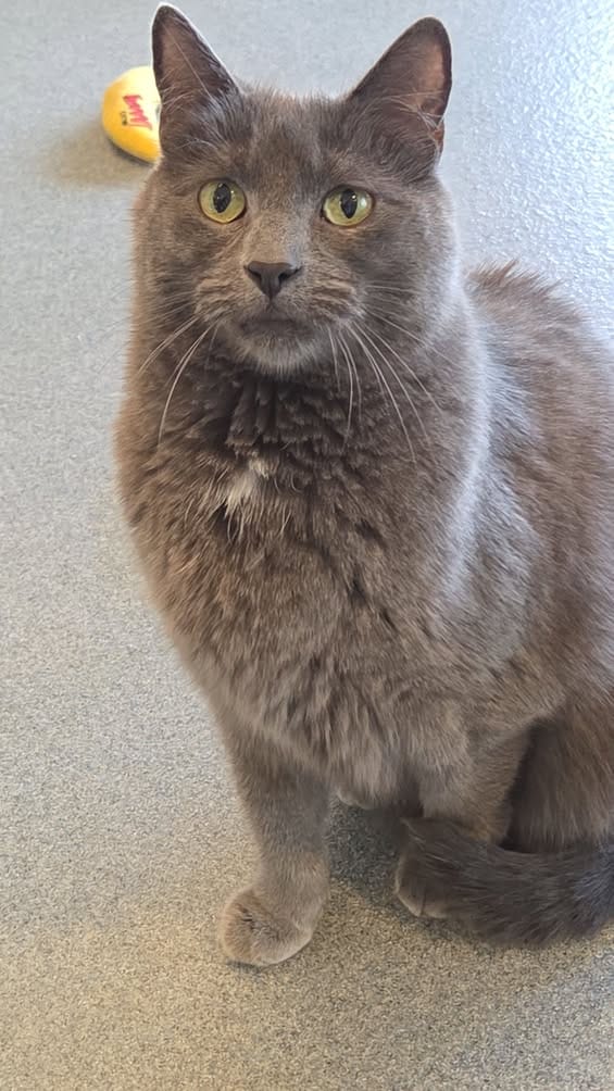 Everest, a 5-year-old shelter pet looking for a quiet home, posted by Spotsylvania Animal Shelter.