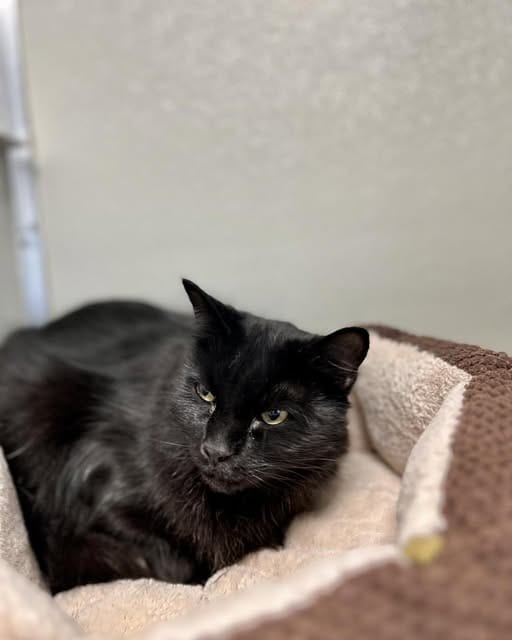 Einstein, a black cat lying in a beige and brown fleece bed at Stafford County Animal Shelter