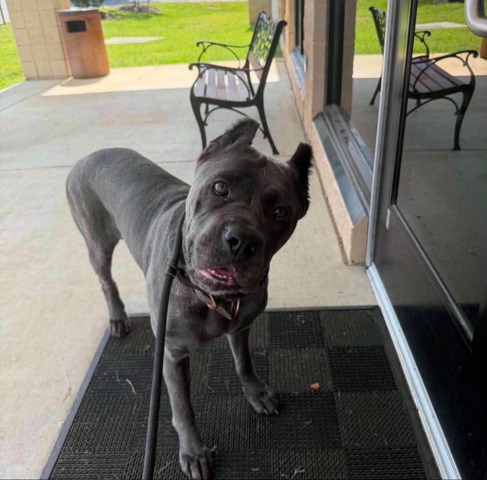 Fendi, a gray Cane Corso-type dog on a leash standing on a checkered doormat at a building entrance at Spotsylvania Animal Shelter