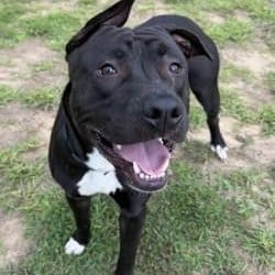 Itachi, a black dog with a white chest standing in grass and looking up at the camera at Prince William County Animal Services