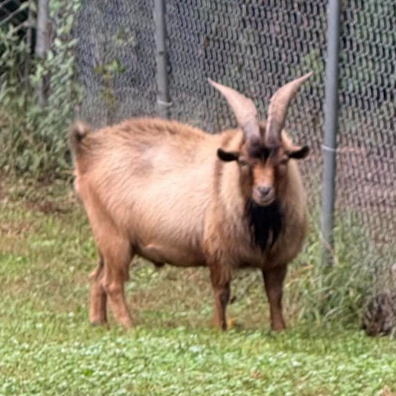 Tan goat with a black beard and curved horns standing by a chain-link fence.