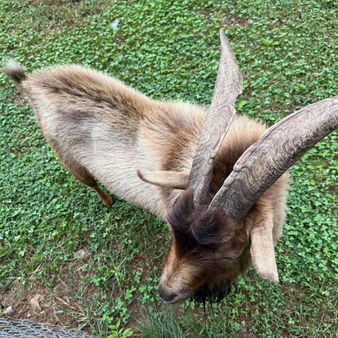 Overhead view of a tan goat with large swept horns and a dark beard.