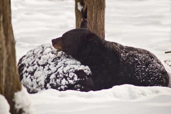 An American black bear