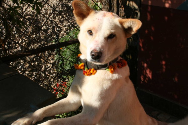 Dog honored during Kukur Tihar. Photo: rubber bullets via Wikimedia Commons (CC BY 2.0)